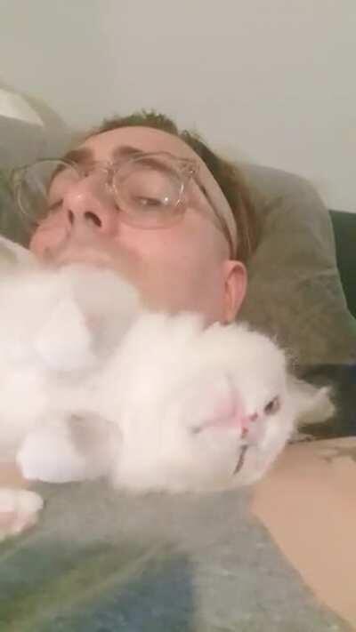 I shamefully admit I was a dad who didn't want pets, this is Milo; our third kitten in the last year. I couldn't possibly love them more