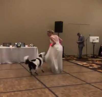 Dog's first ever dance