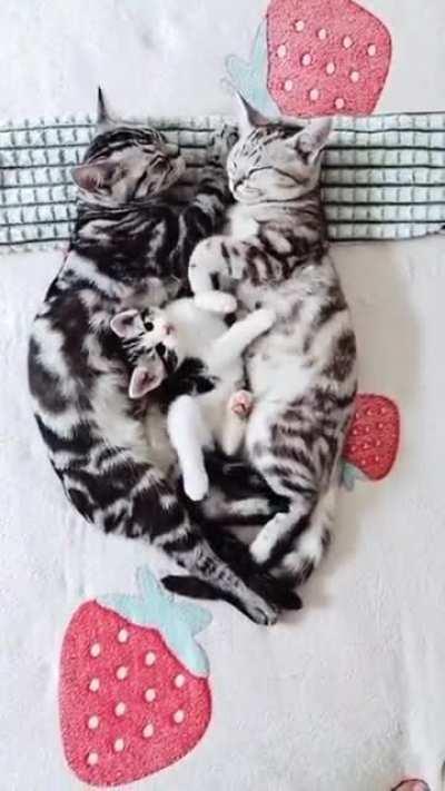 Kitten disturbing mum & dad 🤩