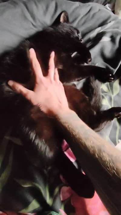 He sure loves his cuddles 🐈‍⬛