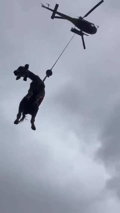 See ya later, Bessie!