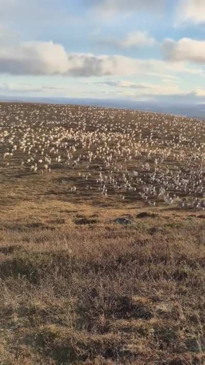🔥 A reindeer herd on the move across the tundra