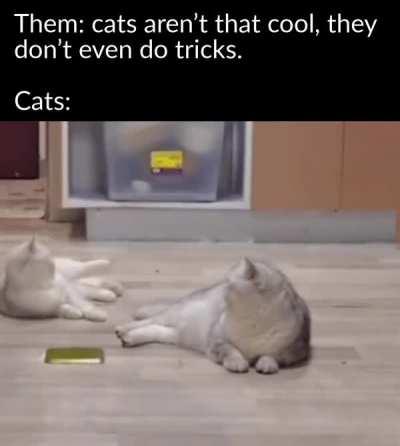 Great, even cats have more skills than I do