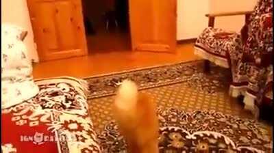 Curiosity startled the cat.