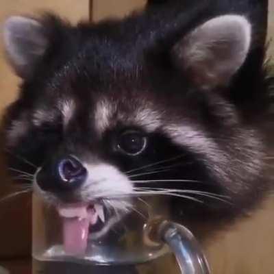 Raccoon drinking water