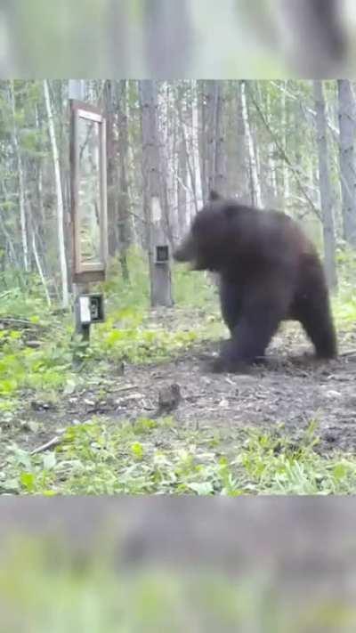 A Bear gets pissed looking at a mirror!!