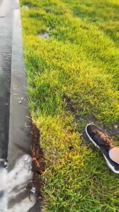 Squishy - it looks like a pig snout above the curb 