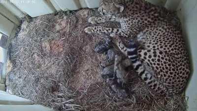 First-time mother, Rosalie birthed 5 cubs this morning at the Smithsonian Conservation Biology Institute.
