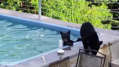 Enjoying neighbour's pool