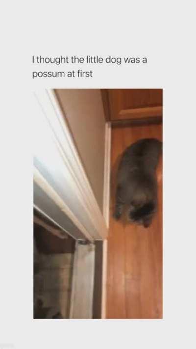 It's always the small dogs.