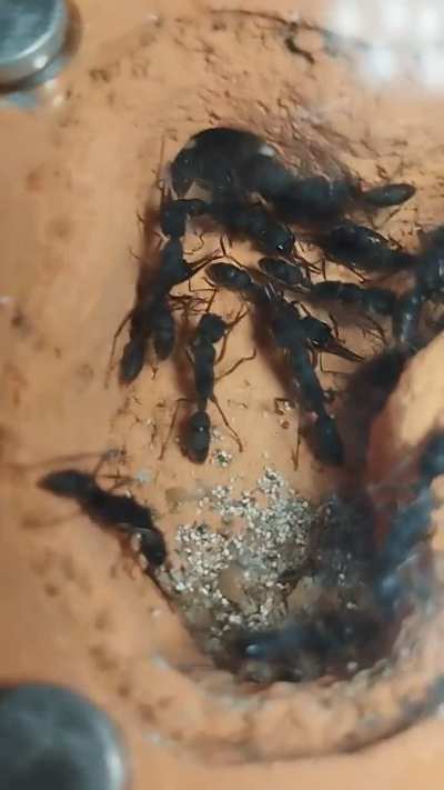 Harpegnathos venator