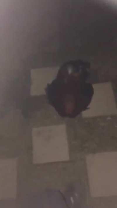 my friend bullying a chicken