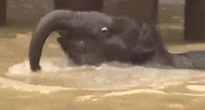If I must post something before I leave I might as well give you this baby elephant gif