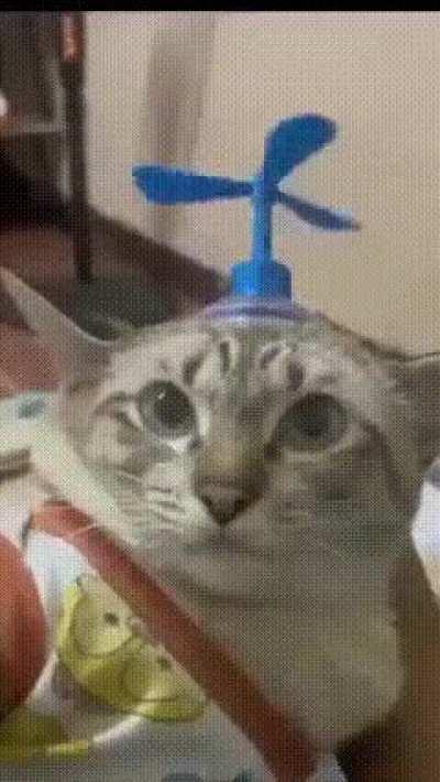 Wunk has No thinking capabilities and only exists as a parasite to those around him