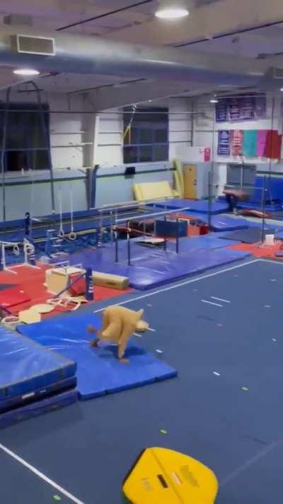 My flying squirrel people need me