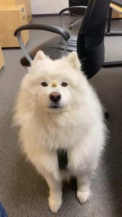 Will do ANYTHING for treats