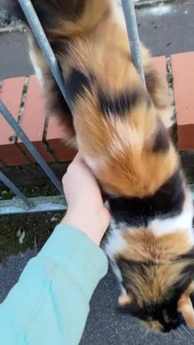 I see many notmycats doing pizza delivery but this was the friendliest