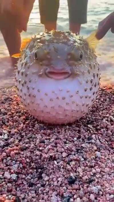 I'm nervous, please no touch 