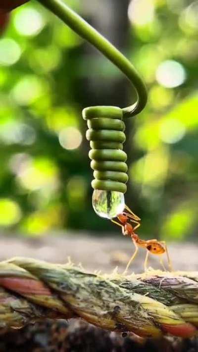 🔥 A thirsty ant drinking from a drop of water