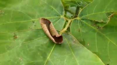 This moth is quite the magician