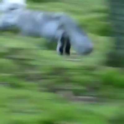 Котик, Норвежский, лесной