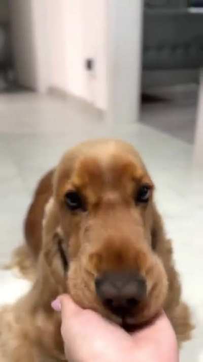 How Rob always welcome me by rubbing his head on my palm