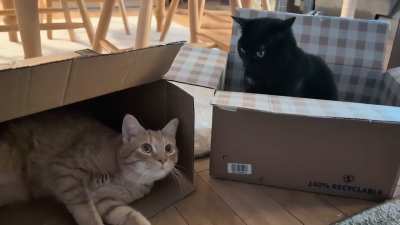 Each launching attacks from their own base 😹