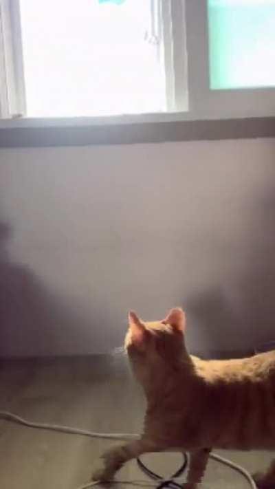 Gato lag😎👌