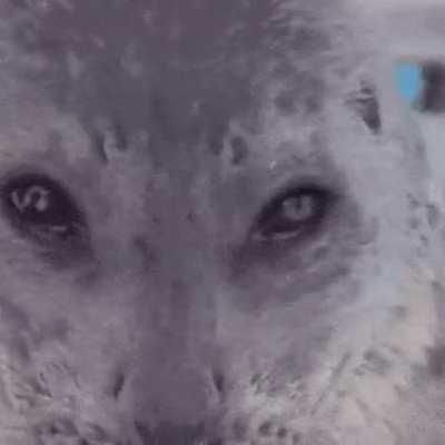 Can anyone find the origin for this yo-chan gif?