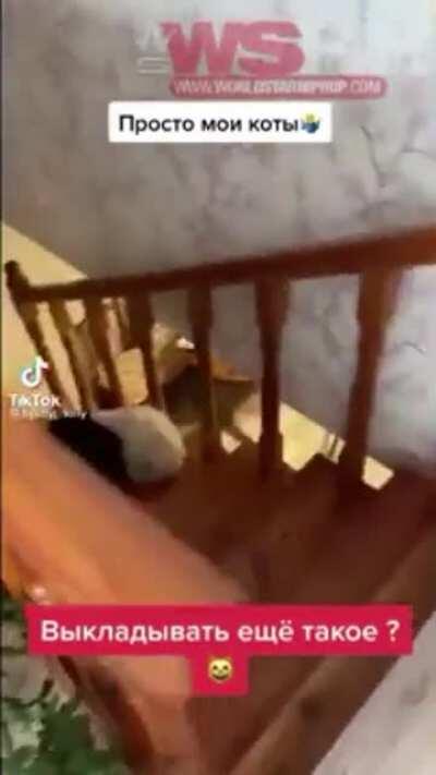 Russian Cats something else