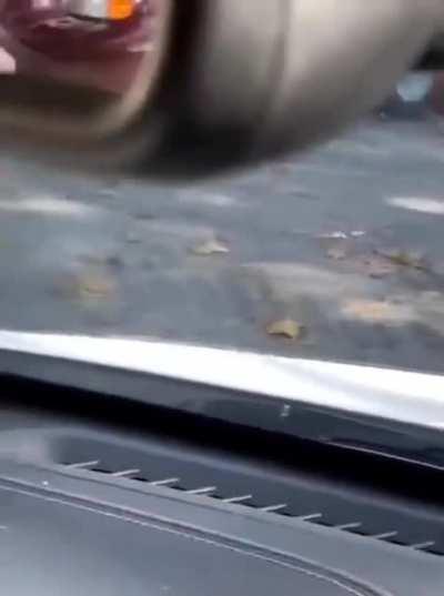 Who needs a guard dog when you have this little guy