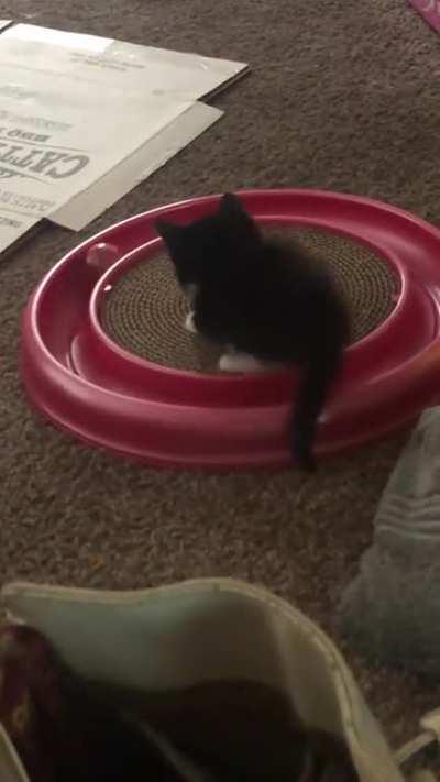 Introducing Pepper! Found her in a storm drain on a busy road in 8 p.m. traffic two nights ago!