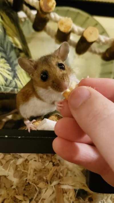 Quill has the hunger