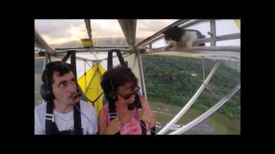 Guys reaction when he sees the cat