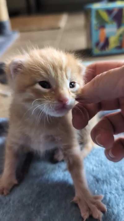 This little guy just melts my heart 😍 Brunchtime Misha happys 😻 19 days and counting! 🎉
