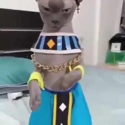 um ser Humano ousou Desrespeitar o Senhor Bills