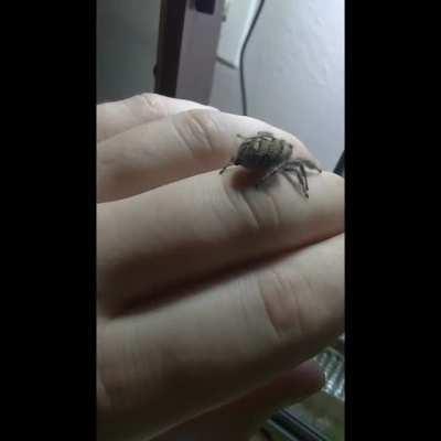 P. Regius jumping spider taking a stroll
