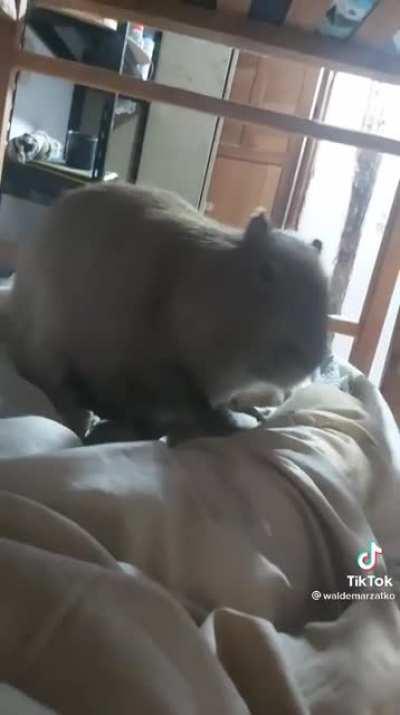 Carpincho in Formosa, Argentina