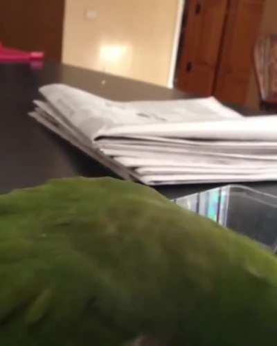 *Birb rage intensifies*