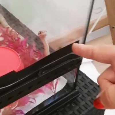 Nutmeg when he was a baby getting yelled at by my mom for peeing on my bed