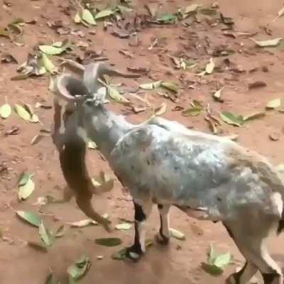 Monke catches a ride on a goat