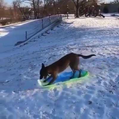 Dog riding a sled