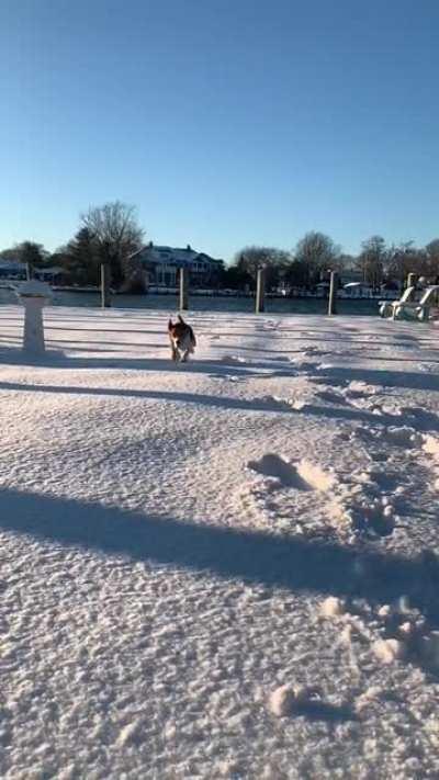 Today is this Beagle’s first time enjoying the snow!