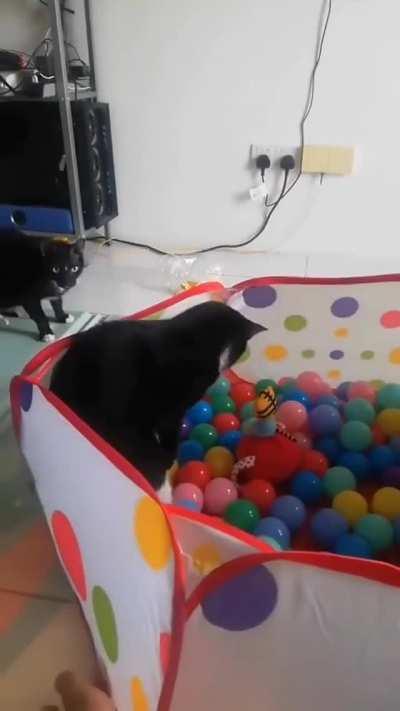 My cat people need me