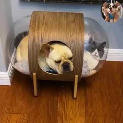 Cat:Please Leave Me Alone