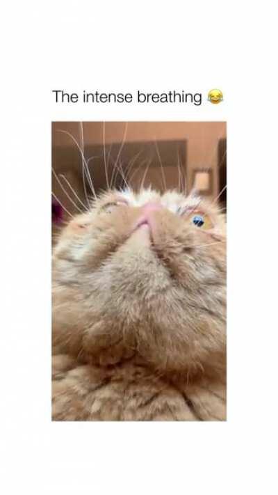 Some animals were born to be entertaining