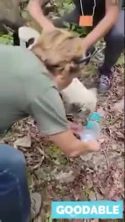 In Indiana, a group of cavers heard a faint whimper. It was a dog trapped 30-feet below — in complete darkness. This is the moment they pulled him out.