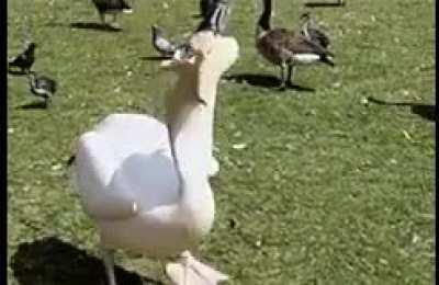 Pelican Monches Pigeon