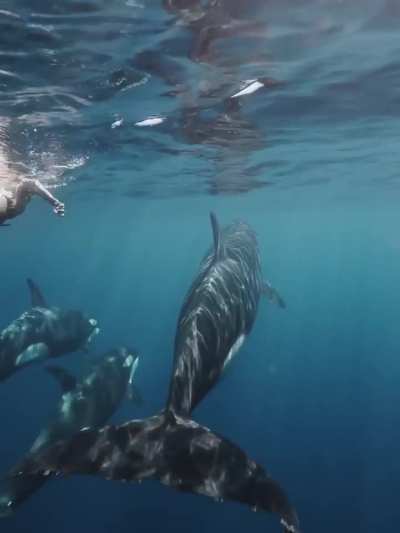 'The gift of a lifetime, thank you Mother ocean' - IG December 2025