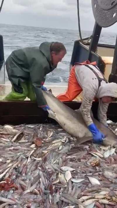 That shark sure looks pretty light weighted...